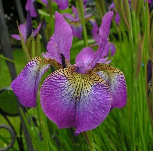 Iris sibirica 'Ton de Waard'