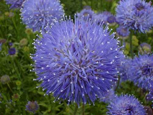 Jasione perennis 'Blaulicht'