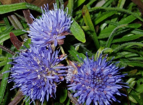 Jasione perennis 'Blaulicht'