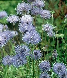 Jasione perennis 'Blaulicht'