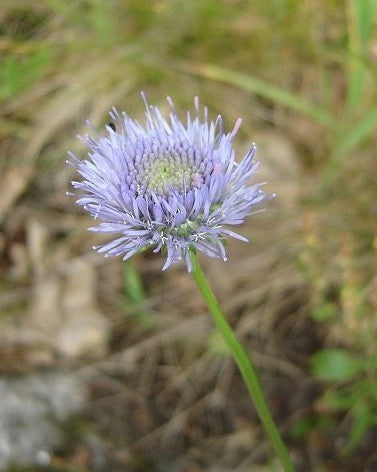 Jasione perennis 'Blaulicht'