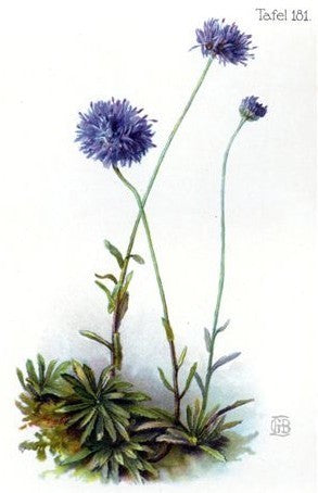 Jasione perennis 'Blaulicht'