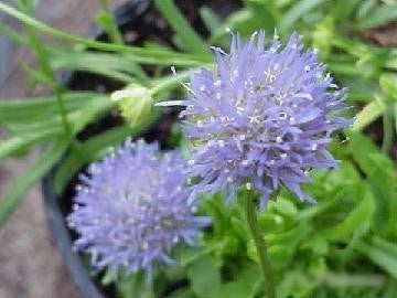 Jasione perennis 'Blaulicht'