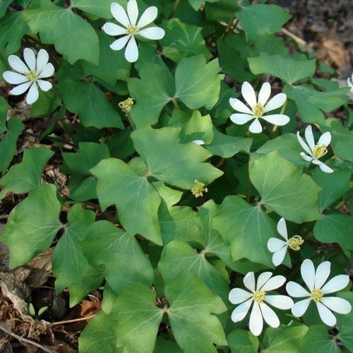 Jeffersonia diphylla