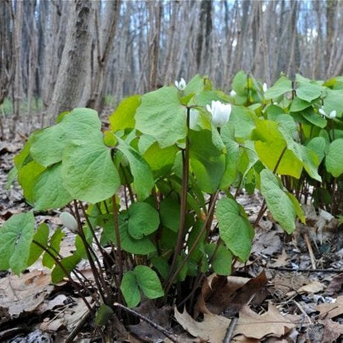 Jeffersonia diphylla