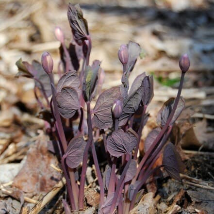 Jeffersonia diphylla