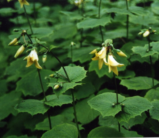 Kirengeshoma palmata