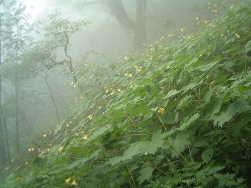 Kirengeshoma palmata