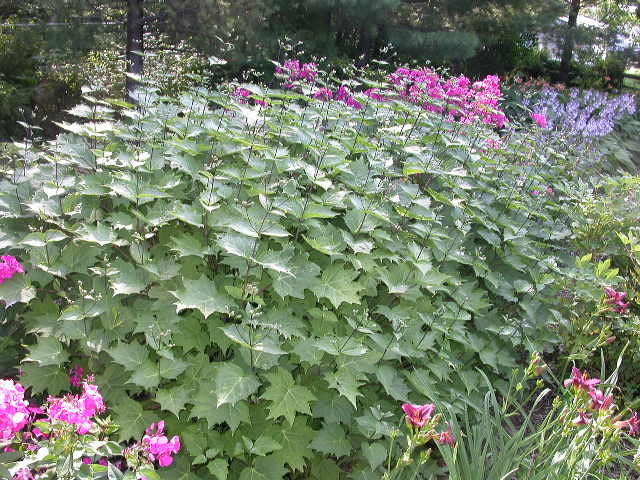 Kirengeshoma palmata
