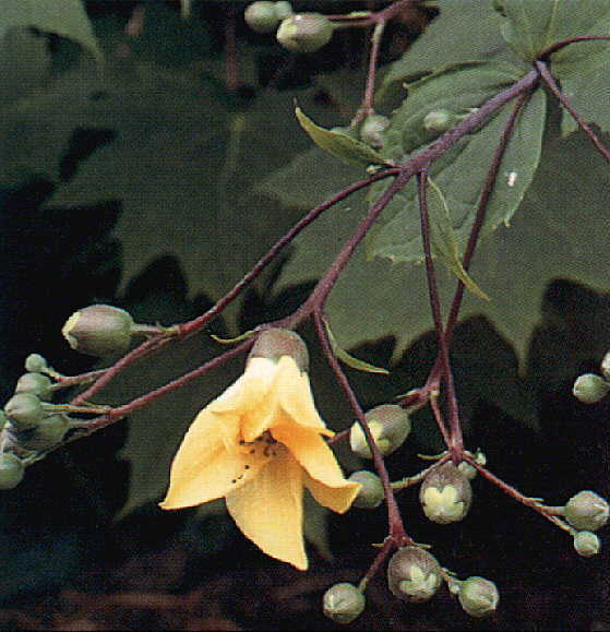 Kirengeshoma palmata