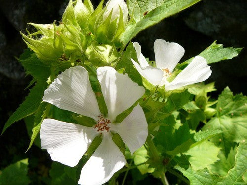 Kitaibelia vitifolia