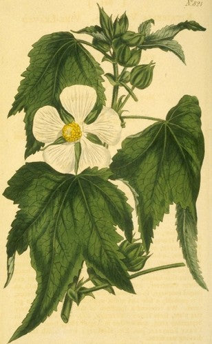 Kitaibelia vitifolia