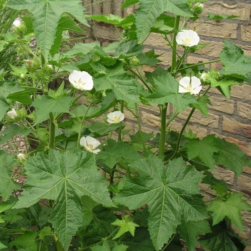 Kitaibelia vitifolia