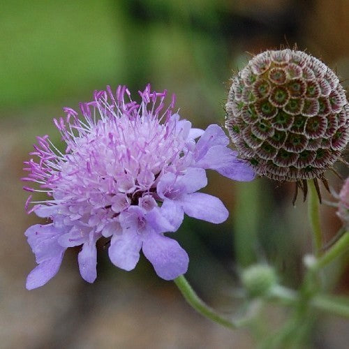 Knautia arvensis