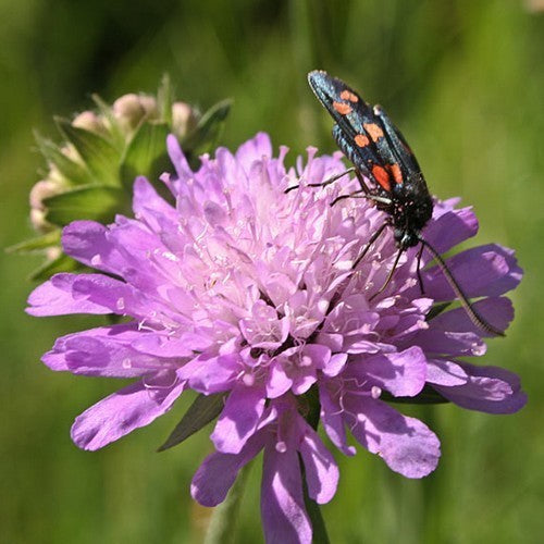 Knautia arvensis