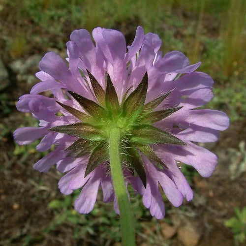 Knautia arvensis