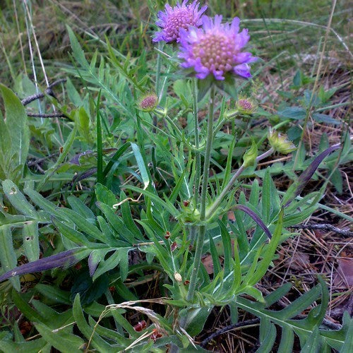 Knautia arvensis