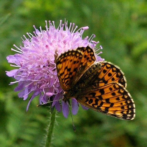 Knautia arvensis