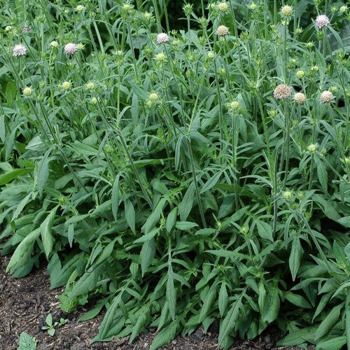 Knautia arvensis