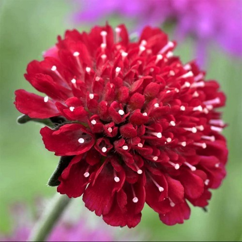 Knautia macedonica 'Red Cherries'