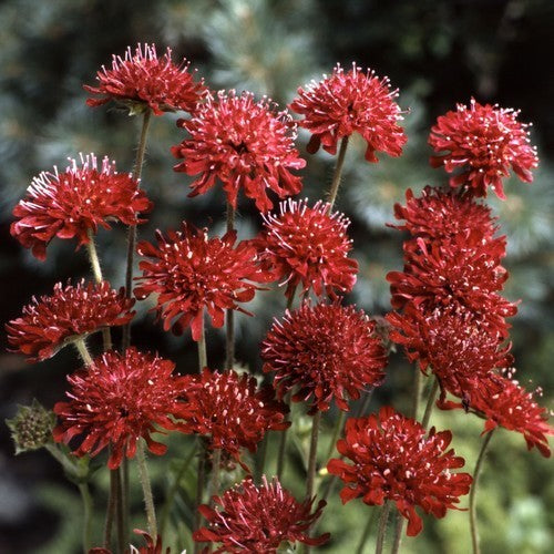 Knautia macedonica 'Red Cherries'