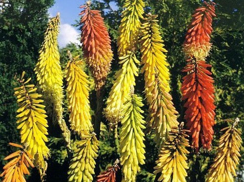 Kniphofia uvaria 'Flamenco'