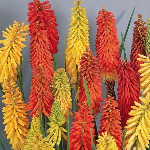 Kniphofia uvaria 'Mixed'