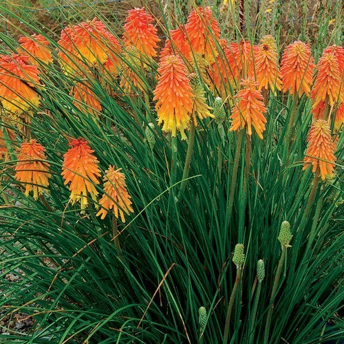 Kniphofia uvaria 'Mixed'