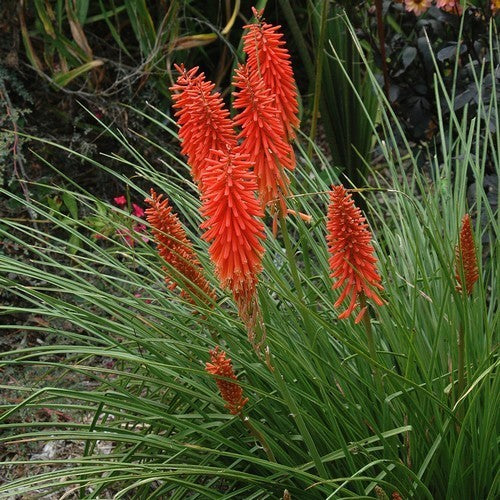 Kniphofia uvaria 'Mixed'