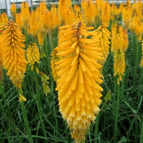 Kniphofia uvaria 'Mixed'