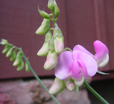 Lathyrus latifolius 'Pink Pearl'