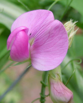 Lathyrus latifolius 'Pink Pearl'