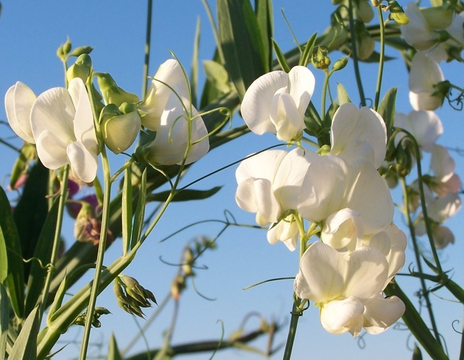 Lathyrus latifolius 'White Pearl'