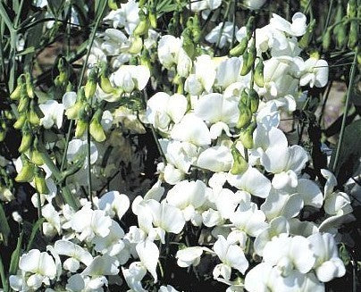 Lathyrus latifolius 'White Pearl'