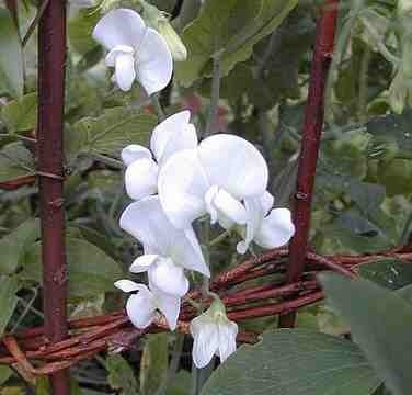 Lathyrus latifolius 'White Pearl'