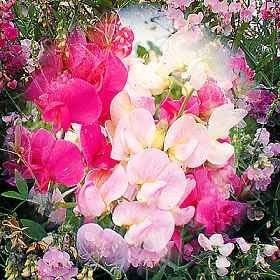Lathyrus latifolius 'Mix'