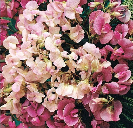 Lathyrus latifolius 'Mix'