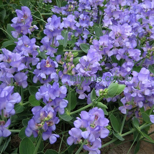 Lathyrus nervosus