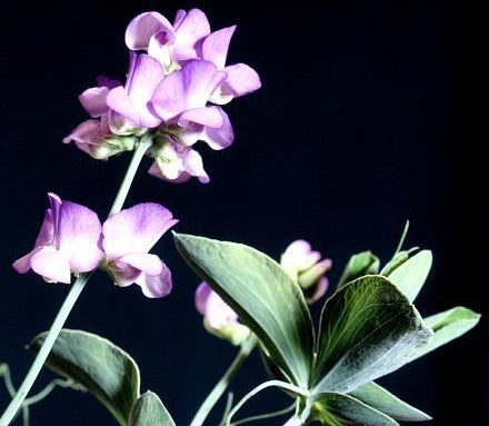 Lathyrus nervosus