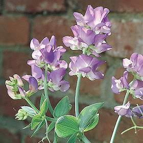 Lathyrus nervosus