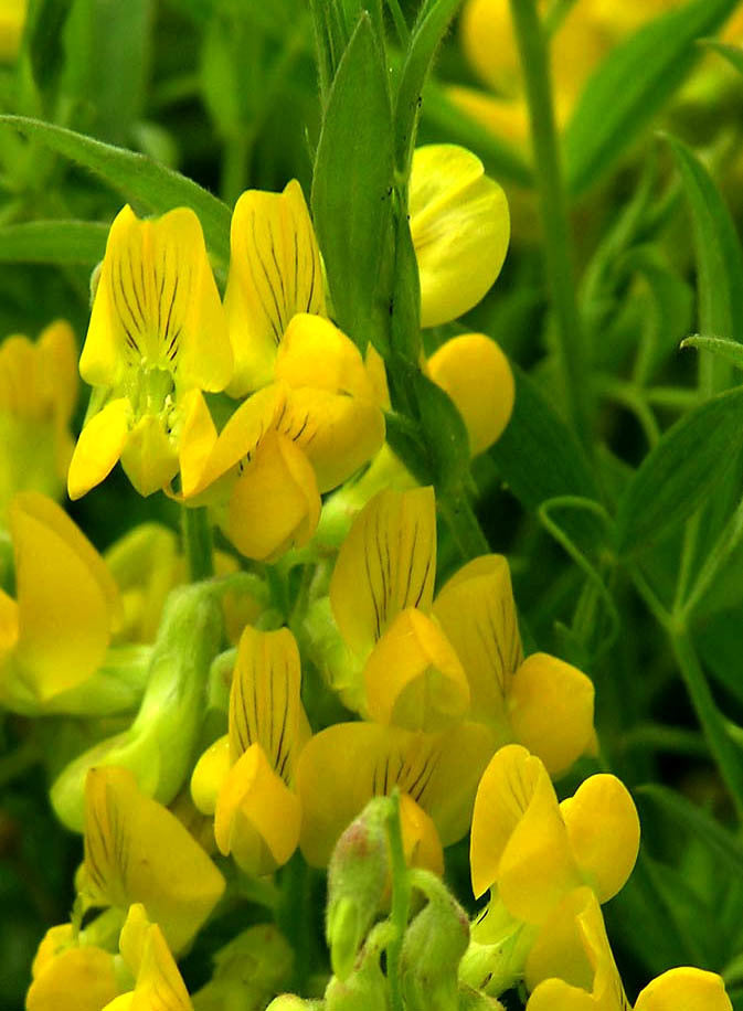 Lathyrus pratensis