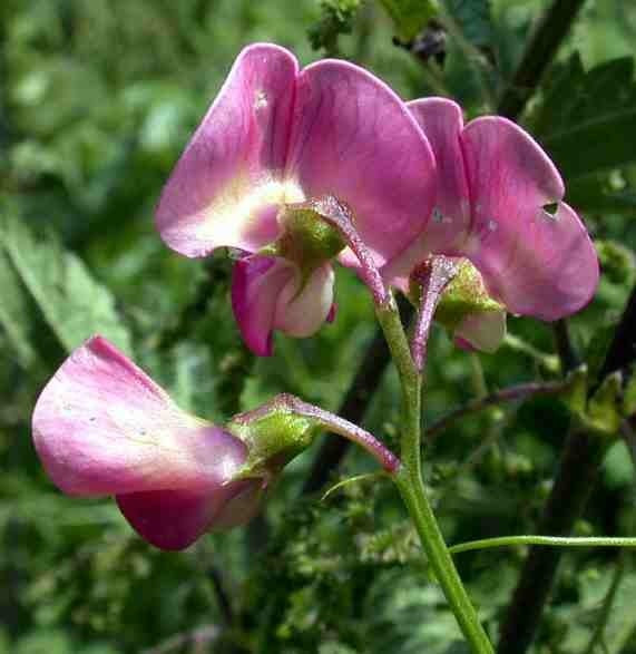 Lathyrus sylvestris