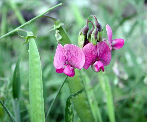 Lathyrus sylvestris