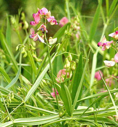 Lathyrus sylvestris