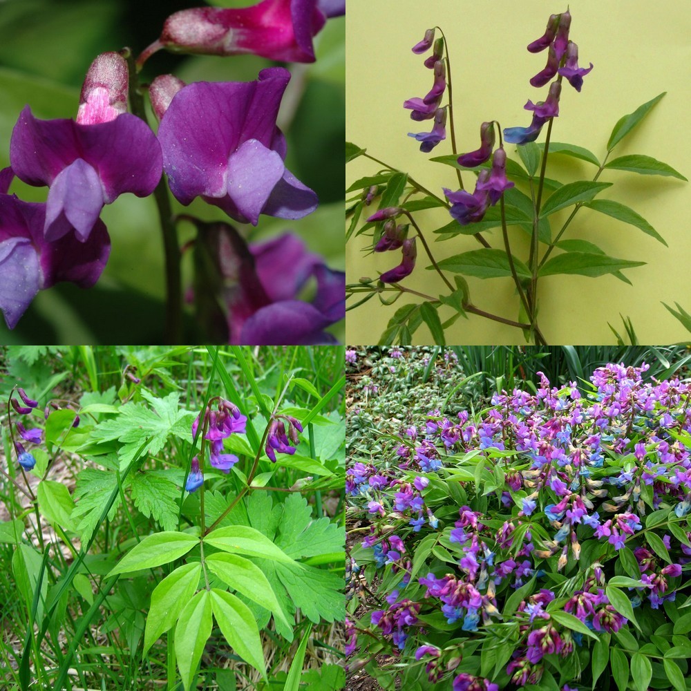 Lathyrus vernus