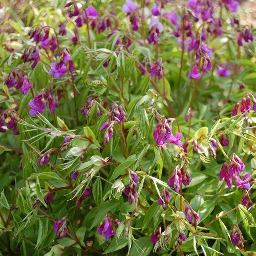 Lathyrus vernus
