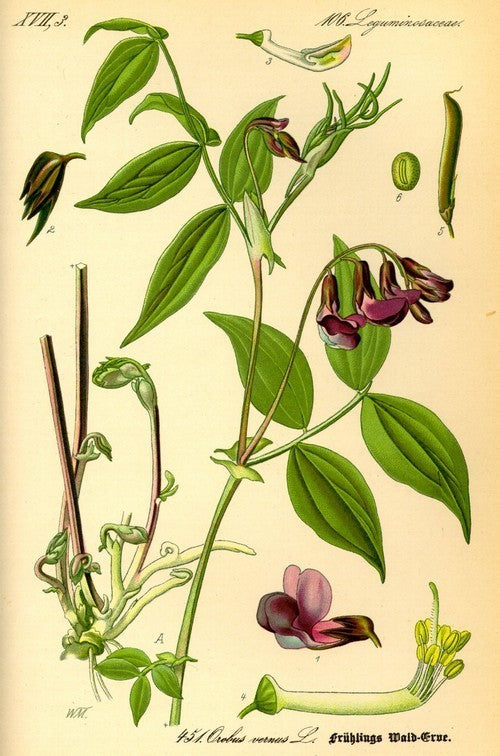Lathyrus vernus
