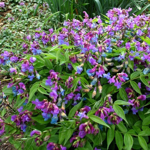 Lathyrus vernus