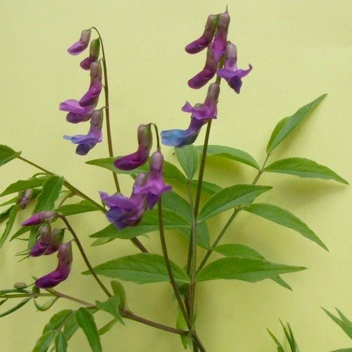 Lathyrus vernus