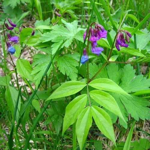 Lathyrus vernus